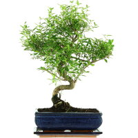 Junischnee, Bonsai, 11 Jahre, 44cm