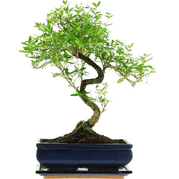 Serissa, Bonsai, 11 anni, 42cm