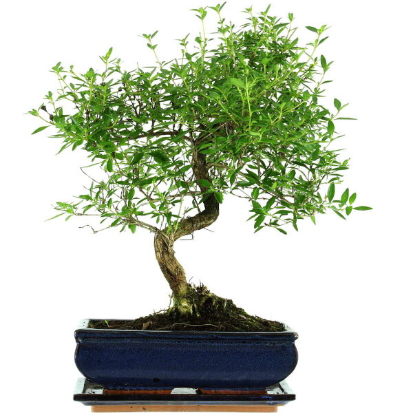 Serissa, Bonsai, 11 ans, 43cm