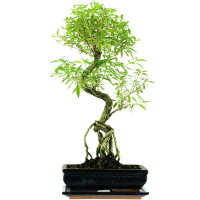 Junischnee, Bonsai, 11 Jahre, 52cm