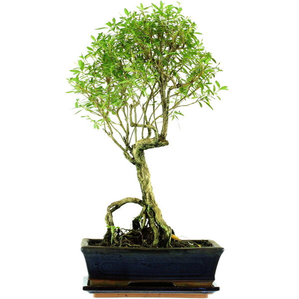 Snowrose, Bonsai, 11 years, 50cm