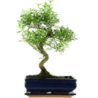 Snowrose, Bonsai, 11 years, 42cm