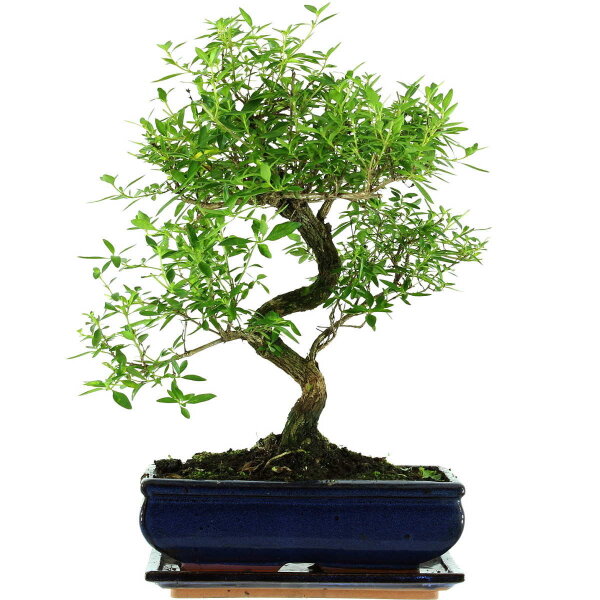 Serissa, Bonsai, 11 anni, 42cm