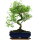 Snowrose, Bonsai, 11 years, 42cm