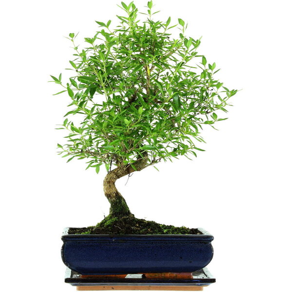 Serissa, Bonsai, 11 anni, 43cm