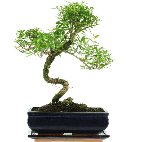 Serissa, Bonsai, 11 anni, 40cm