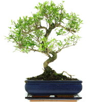 Junischnee, Bonsai, 11 Jahre, 40cm