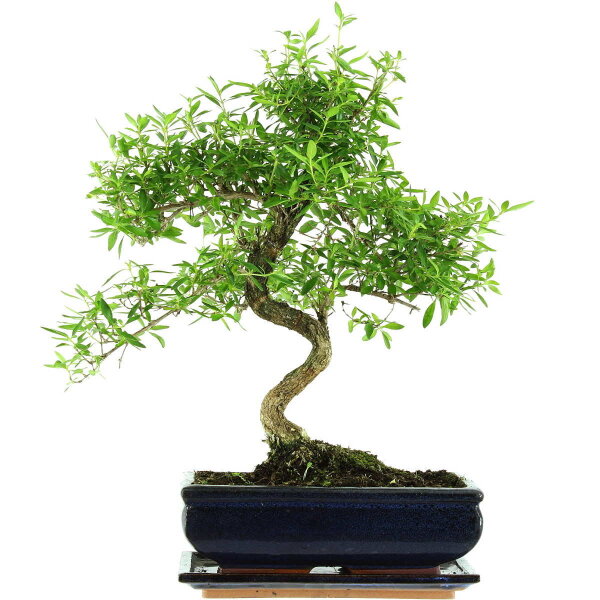 Serissa, Bonsai, 11 años, 43cm