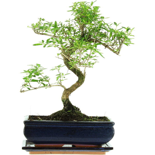 Serissa, Bonsai, 11 ans, 39cm