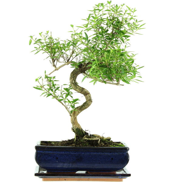 Snowrose, Bonsai, 11 years, 42cm