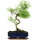 Snowrose, Bonsai, 11 years, 42cm