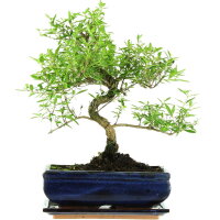 Snowrose, Bonsai, 11 years, 39cm