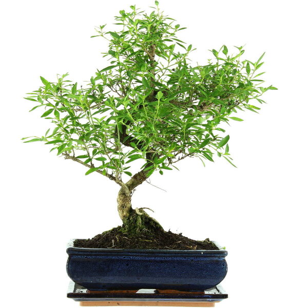 Serissa, Bonsai, 11 años, 42cm