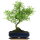 Snowrose, Bonsai, 11 years, 42cm