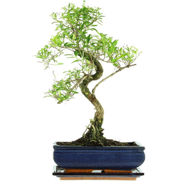 Serissa, Bonsai, 11 ans, 42cm