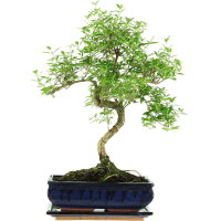 Serissa, Bonsai, 11 años, 46cm