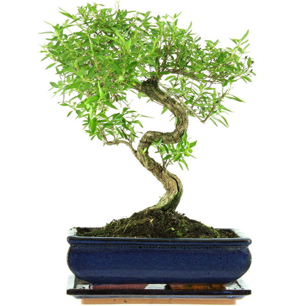 Serissa, Bonsai, 11 anni, 36cm