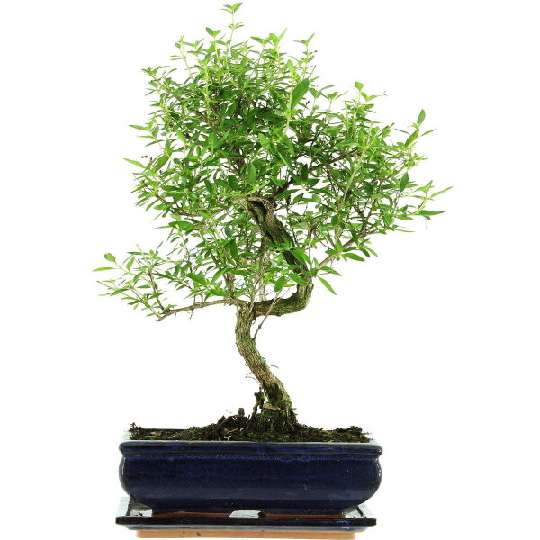 Snowrose, Bonsai, 11 years, 45cm