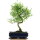 Snowrose, Bonsai, 11 years, 45cm