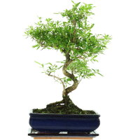 Junischnee, Bonsai, 11 Jahre, 44cm