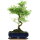 Snowrose, Bonsai, 11 years, 44cm