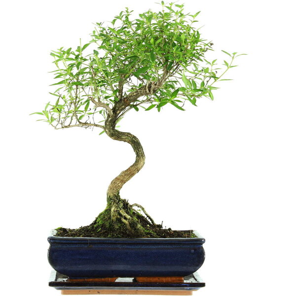 Serissa, Bonsai, 11 letnie, 43cm