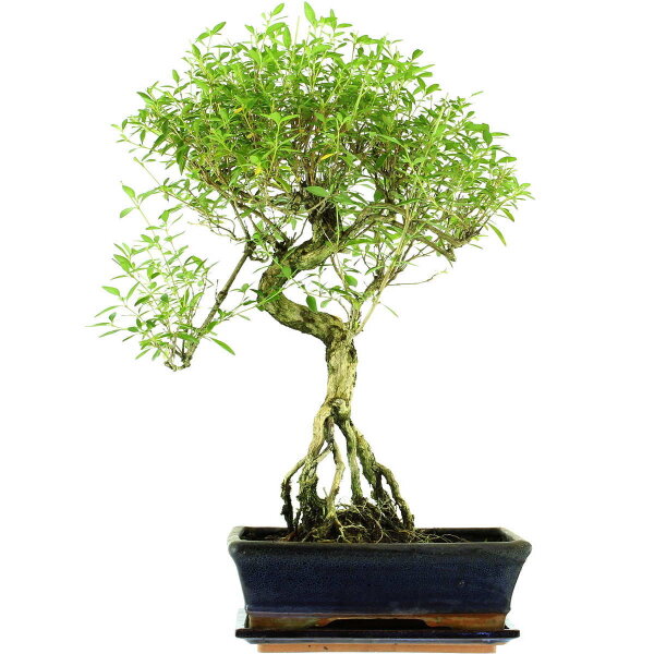 Serissa, Bonsai, 11 años, 52cm