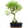 Snowrose, Bonsai, 11 years, 52cm