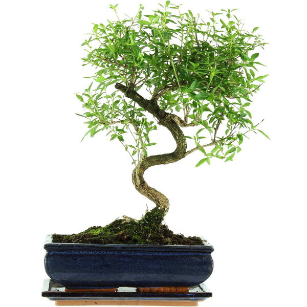 Serissa, Bonsai, 11 ans, 41cm