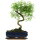 Snowrose, Bonsai, 11 years, 41cm