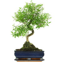 Junischnee, Bonsai, 11 Jahre, 46cm