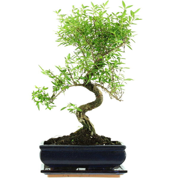 Serissa, Bonsai, 11 letnie, 46cm