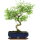 Snowrose, Bonsai, 11 years, 42cm