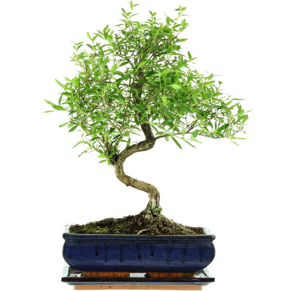 Serissa, Bonsai, 11 anni, 41cm