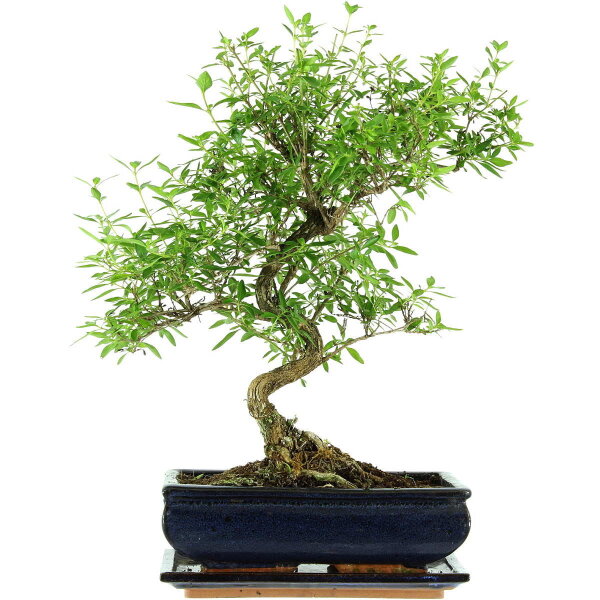 Serissa, Bonsai, 11 letnie, 42cm