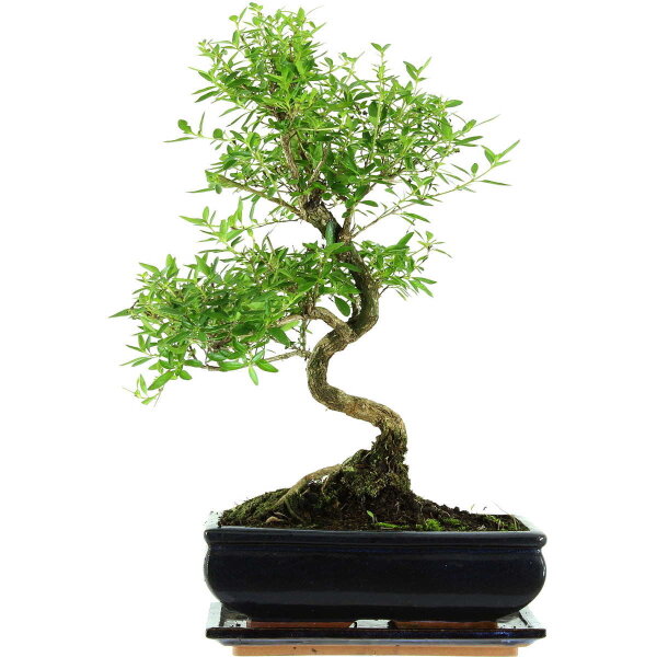 Serissa, Bonsai, 11 anni, 43cm