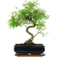 Junischnee, Bonsai, 11 Jahre, 41cm