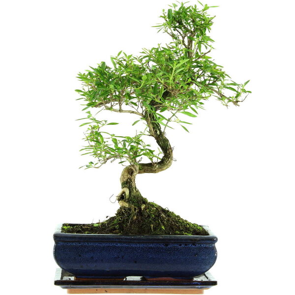 Junischnee, Bonsai, 11 Jahre, 42cm