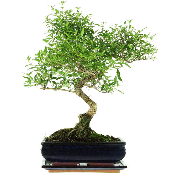 Serissa, Bonsai, 11 letnie, 46cm