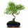 Snowrose, Bonsai, 11 years, 46cm