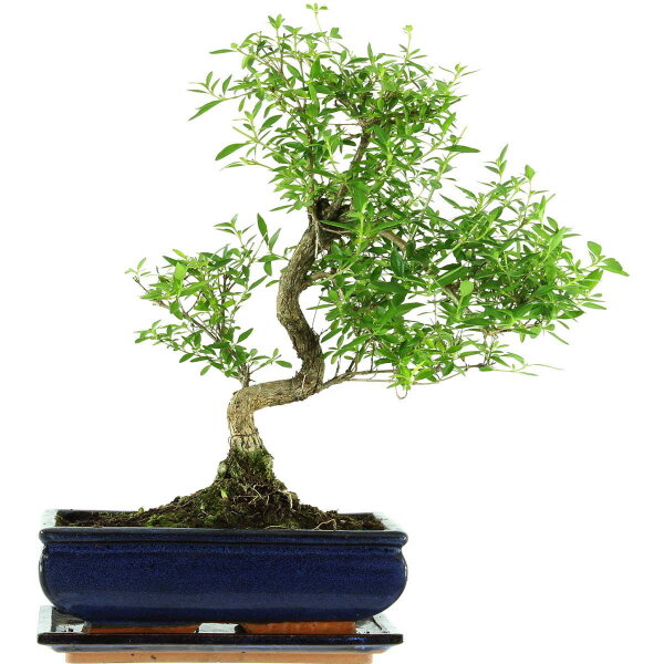 Snowrose, Bonsai, 11 years, 42cm