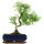 Snowrose, Bonsai, 11 years, 42cm