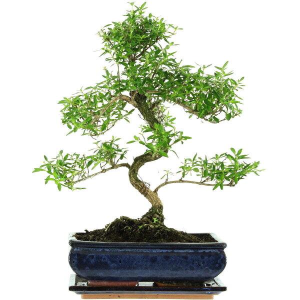 Snowrose, Bonsai, 11 years, 43cm