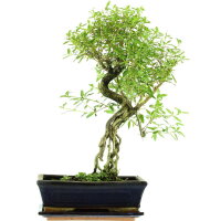 Junischnee, Bonsai, 11 Jahre, 47cm