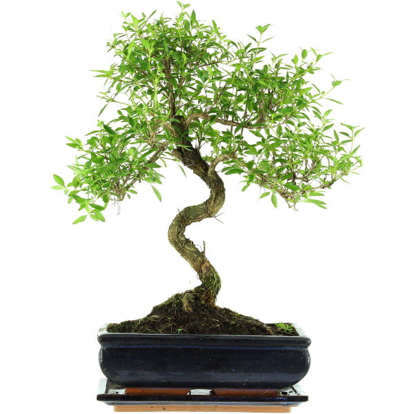 Snowrose, Bonsai, 11 years, 43cm