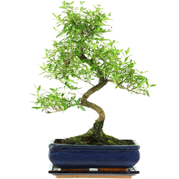 Serissa, Bonsai, 11 ans, 42cm