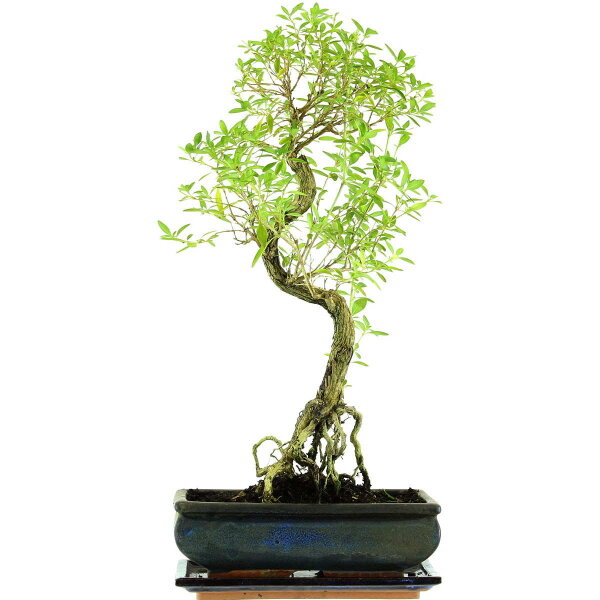 Serissa, Bonsai, 11 ans, 49cm