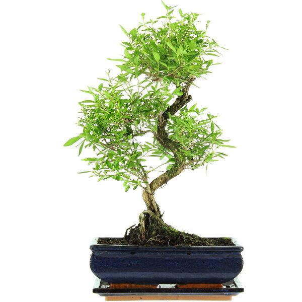 Serissa, Bonsai, 11 anni, 44cm