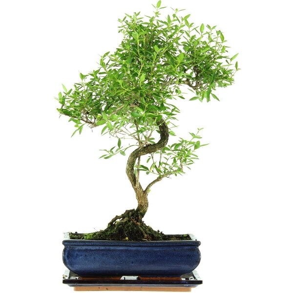 Serissa, Bonsai, 11 ans, 46cm