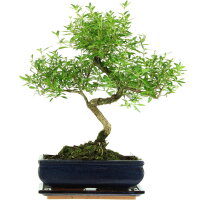 Junischnee, Bonsai, 11 Jahre, 42cm